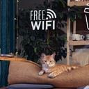 El papel de las VPN y cómo protegen los datos en Wi-Fi público