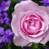 ¿Como Vestir en San Valentín para tu pareja?