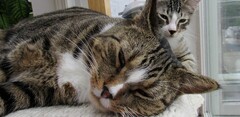 thumbnail of Cuatro beneficios directos de tener una mascota