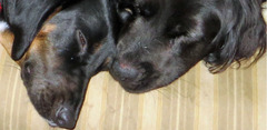 thumbnail of Por qué adoptar a un perro hará que tengas un buen año