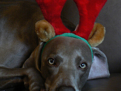 Mascotas en Navidad. ¿Que regalarlas o que debemos de tener en cuenta?
