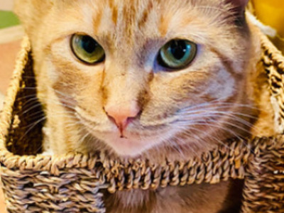¿Comprar comida y cuidados para mi mascota y recibirlos en mi casa?