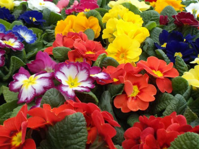 Las Flores más bonitas para regalar este verano